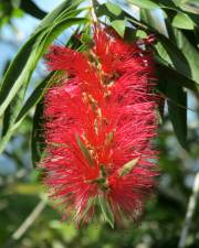 Fotografia da espécie Callistemon rigidus