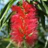 Fotografia 1 da espécie Callistemon rigidus do Jardim Botânico UTAD