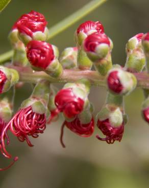 Fotografia 8 da espécie Callistemon rigidus no Jardim Botânico UTAD