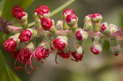 Fotografia da espécie Callistemon rigidus