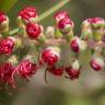 Fotografia 8 da espécie Callistemon rigidus do Jardim Botânico UTAD