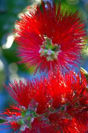 Fotografia da espécie Callistemon rigidus