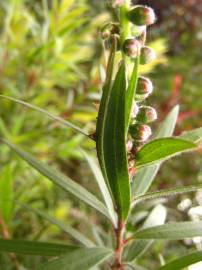 Fotografia da espécie Callistemon rigidus