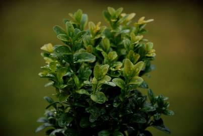 Fotografia da espécie Buxus sempervirens