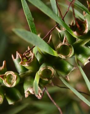 Fotografia 12 da espécie Callistemon rigidus no Jardim Botânico UTAD