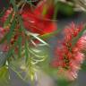 Fotografia 13 da espécie Callistemon rigidus do Jardim Botânico UTAD