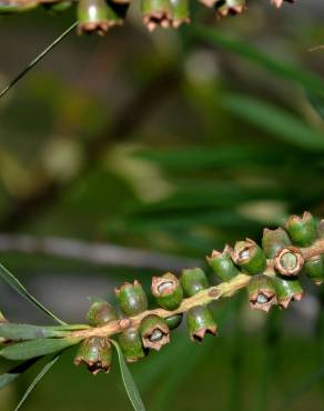 Fotografia 15 da espécie Callistemon rigidus no Jardim Botânico UTAD