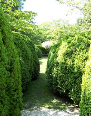 Fotografia 12 da espécie Buxus sempervirens no Jardim Botânico UTAD