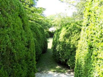 Fotografia da espécie Buxus sempervirens