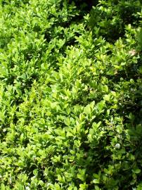 Fotografia da espécie Buxus sempervirens