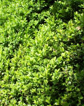 Fotografia 13 da espécie Buxus sempervirens no Jardim Botânico UTAD