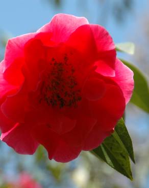 Fotografia 5 da espécie Camellia reticulata no Jardim Botânico UTAD