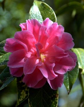 Fotografia 6 da espécie Camellia reticulata no Jardim Botânico UTAD