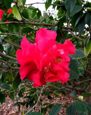 Fotografia 7 da espécie Camellia reticulata no Jardim Botânico UTAD