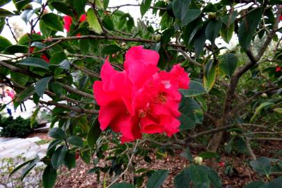 Fotografia da espécie Camellia reticulata