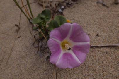 Fotografia da espécie Calystegia soldanella