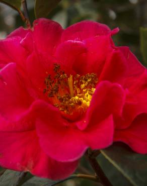 Fotografia 8 da espécie Camellia reticulata no Jardim Botânico UTAD