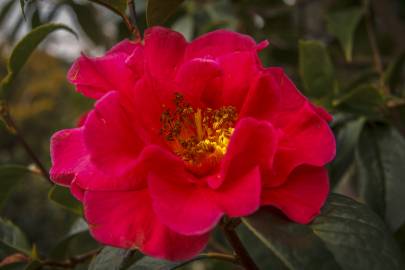 Fotografia da espécie Camellia reticulata
