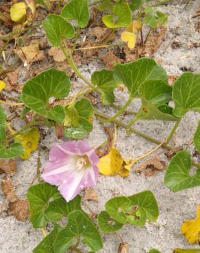 Fotografia 5 da espécie Calystegia soldanella no Jardim Botânico UTAD