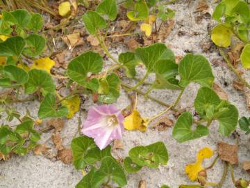 Fotografia da espécie Calystegia soldanella