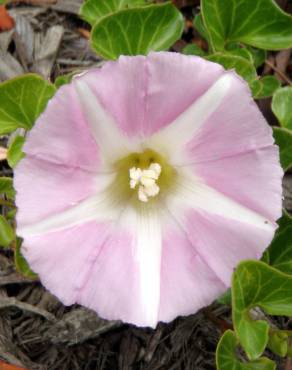 Fotografia 9 da espécie Calystegia soldanella no Jardim Botânico UTAD