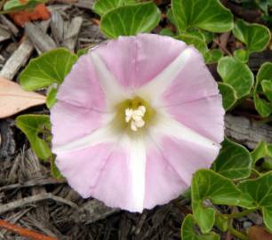 Fotografia da espécie Calystegia soldanella