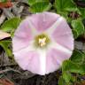 Fotografia 9 da espécie Calystegia soldanella do Jardim Botânico UTAD