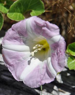 Fotografia 10 da espécie Calystegia soldanella no Jardim Botânico UTAD