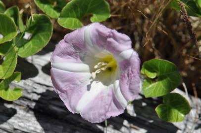 Fotografia da espécie Calystegia soldanella