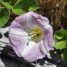 Fotografia 10 da espécie Calystegia soldanella do Jardim Botânico UTAD