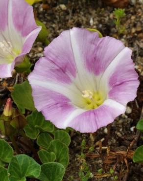 Fotografia 11 da espécie Calystegia soldanella no Jardim Botânico UTAD