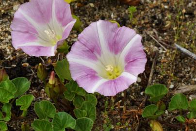 Fotografia da espécie Calystegia soldanella