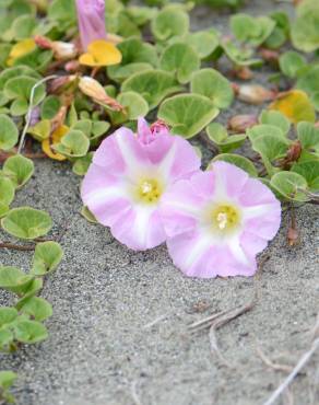 Fotografia 12 da espécie Calystegia soldanella no Jardim Botânico UTAD