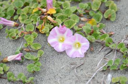 Fotografia da espécie Calystegia soldanella