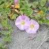 Fotografia 12 da espécie Calystegia soldanella do Jardim Botânico UTAD