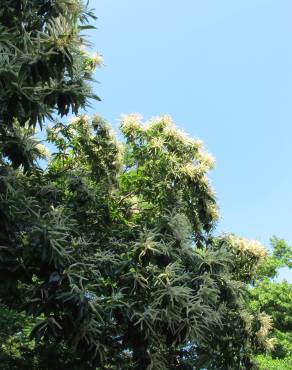 Fotografia 4 da espécie Castanea mollissima no Jardim Botânico UTAD