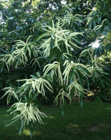 Fotografia de capa Castanea mollissima - do Jardim Botânico