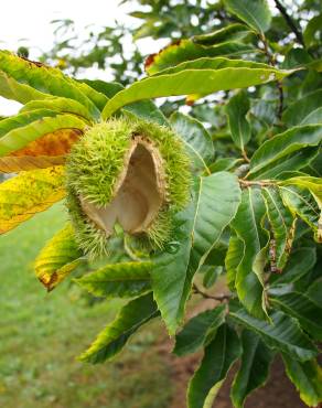 Fotografia 5 da espécie Castanea mollissima no Jardim Botânico UTAD