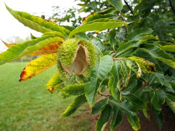 Fotografia da espécie Castanea mollissima