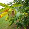 Fotografia 5 da espécie Castanea mollissima do Jardim Botânico UTAD