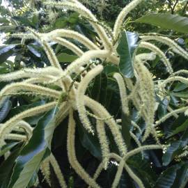 Fotografia da espécie Castanea mollissima