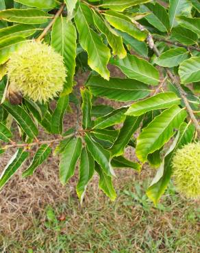 Fotografia 7 da espécie Castanea mollissima no Jardim Botânico UTAD