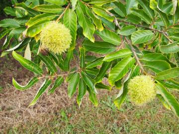 Fotografia da espécie Castanea mollissima