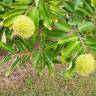 Fotografia 7 da espécie Castanea mollissima do Jardim Botânico UTAD