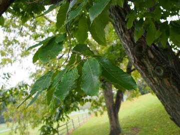 Fotografia da espécie Castanea mollissima