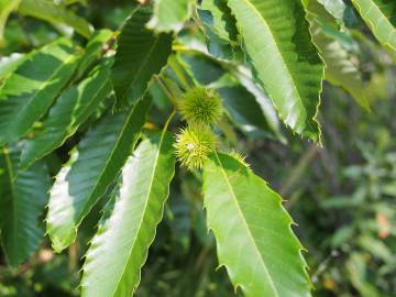 Fotografia da espécie Castanea mollissima