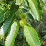 Fotografia 10 da espécie Castanea mollissima do Jardim Botânico UTAD