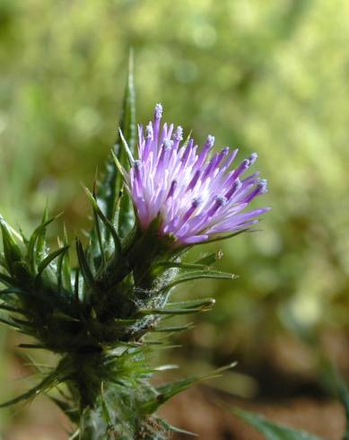 Fotografia de capa Carduus pycnocephalus - do Jardim Botânico