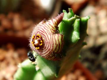 Fotografia da espécie Caralluma europaea