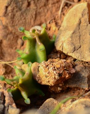 Fotografia 11 da espécie Caralluma europaea no Jardim Botânico UTAD